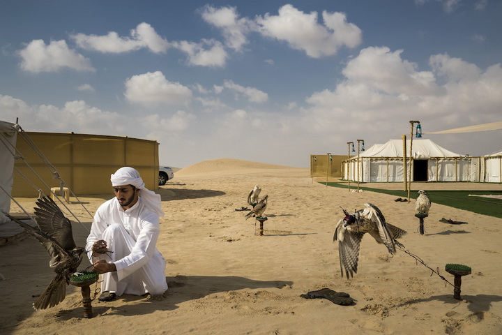 Brent Stirton, Getty Images per National Geographic, Falcons and the Arab Influence - Natura, Storie, 1° premio