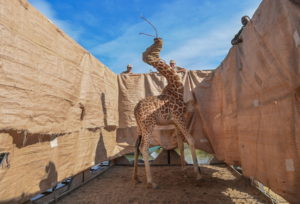 Rescue of Giraffes from Flooding Island © Ami Vitale, Stati Uniti (Natura, 1° premio)